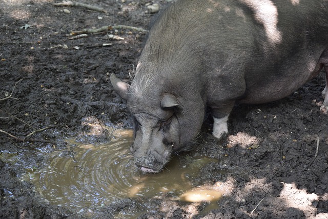 西部赛区排 西部赛区排
